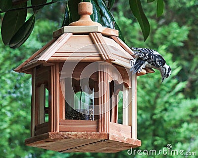 Woodpecker-Are you done? Stock Photo