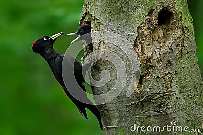 Woodpecker with young in the nest hole. Black woodpecker in the green summer forest. Woodpecker near the nest hole. Wildlife scene Stock Photo