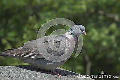 Woodpigeon Stock Photo