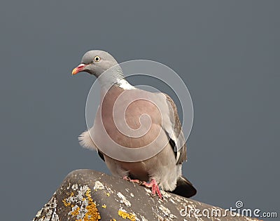 Woodpigeon on roof as rain storm approaches Stock Photo