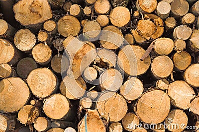 Woodpile Stock Photo