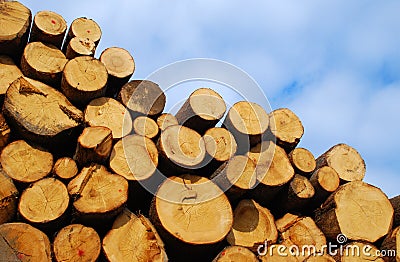 Woodpile Stock Photo