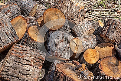 Woodpile background of the tree trunk Stock Photo