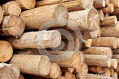 Woodpile of cut trees in the lumberyard Stock Photo