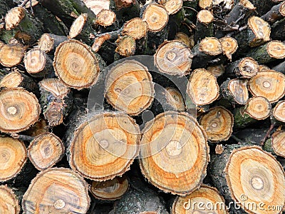 Woodpile firewood apricot trees background texture Stock Photo