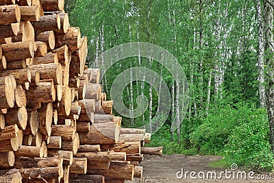 Woodpile From Sawn Pine And Spruce Logs For Forestry Industry Stock Photo