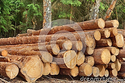 Woodpile From Sawn Pine And Spruce Logs For Forestry Industry Stock Photo