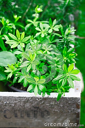 Woodruff Stock Photo