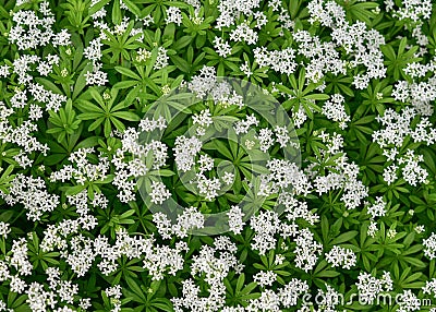 Woodruff - healing herbs - galium odoratum Stock Photo