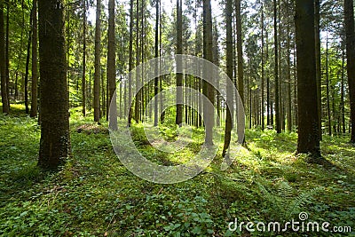 Woods Stock Photo