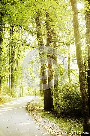 Winding Forest Road in Percy Warner Park in Nashville Stock Photo