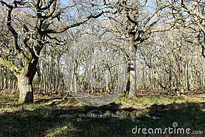 The Woods at Arne Stock Photo