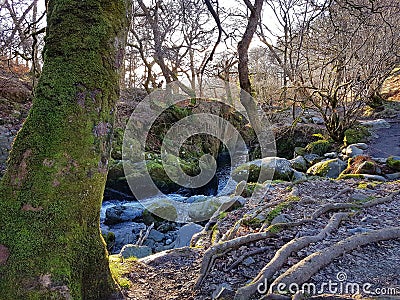 Mossy tree by a river Stock Photo