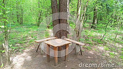 In the woods is a clearing for recreation and picnics. There are homemade wooden benches and a table near a pine tree. There are b Stock Photo