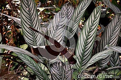 The beautiful leaves of Ctenanthe setosa Stock Photo