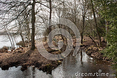 Woods at Leersumse Velds Stock Photo