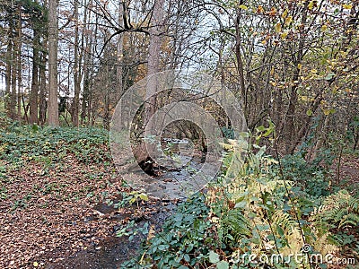 Woods, Showground, Harrogate, North Yorkshire, UK Stock Photo