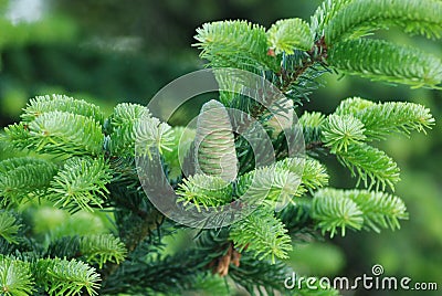Fresh Young Pine Cone and Needles Stock Photo