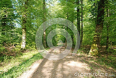 Path in the Black Forest, Germany Stock Photo