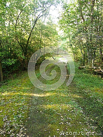 Woods In Summer Stock Photo