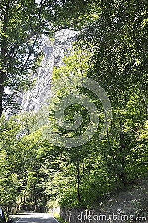 Woodscape at Baile Herculane Resort in Romania Stock Photo