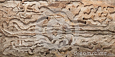 Woodworm holes and burrows pattern in tree trunk Stock Photo