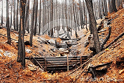 Woody debris dams for natural flood risk reduction Stock Photo