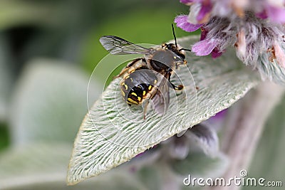 Wool carder bee male on lambs ear leaf Stock Photo