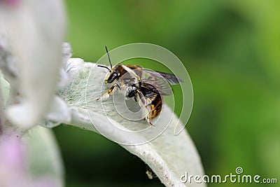 Wool carder bee male on lambs ear leaf Stock Photo