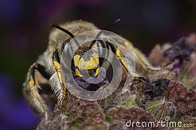 Wool-carder Bee Stock Photo