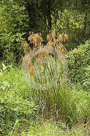 Wool Grass - Scirpus cyperinus in Wet Area of Morgan County Alabama Stock Photo
