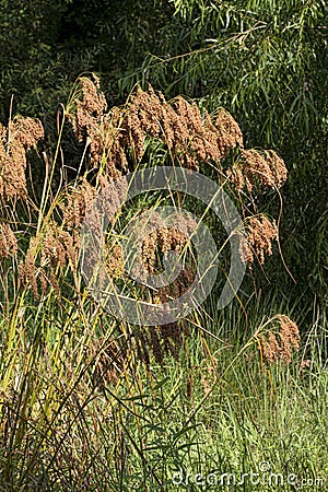 Wool Grass Seeds - Scirpus cyperinus - Growing in Swamp Morgan County Alabama Stock Photo