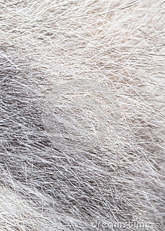 Wool of a gray cat as an abstract background. Stock Photo