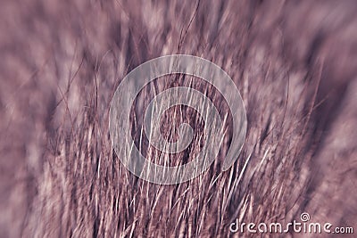 Wool of a gray cat with black fur, close-up macro photo Stock Photo