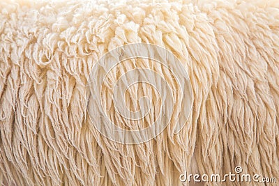 Wool sheep Stock Photo