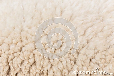 Wool sheep closeup Stock Photo