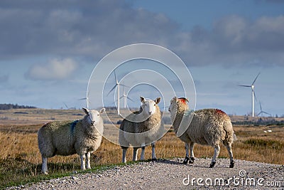 Wool sheep by a small country road. Wind farm generators in the background. Blue cloudy sky. Blend of farming and technology. Stock Photo