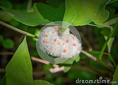 Wool Sower Gall, Hartley Wildlife Management Area, Rochester, Massachusetts Stock Photo
