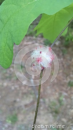 Wool sower wasp gall on oak stem Stock Photo