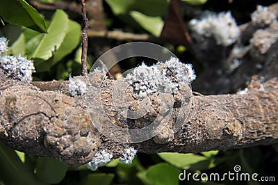 Woolly Stock Photo