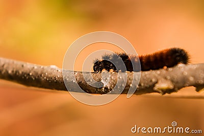 Woolly Bear Caterpillar Stock Photo