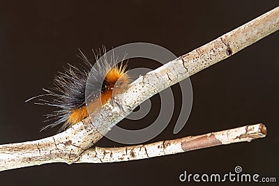 Woolly bear caterpillar Stock Photo