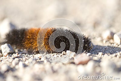 Woolly Bear Caterpillar Stock Photo