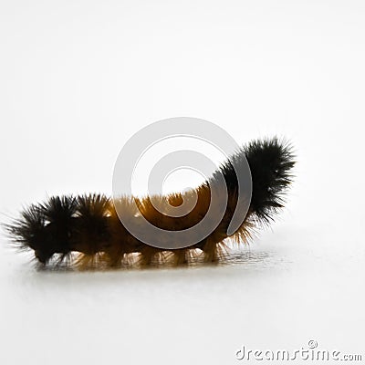 Woolly Caterpillar Stock Photo