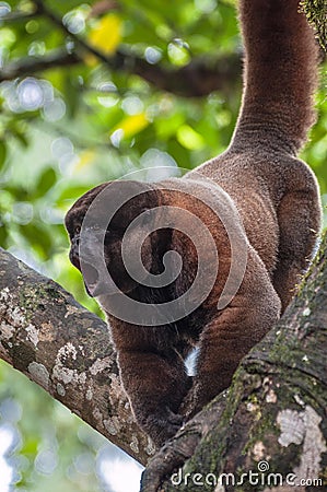 Woolly (chorongo) monkey in the Amazonia Stock Photo