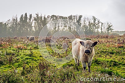 Woolly Galloway cow looks curiously at the photographer early in Stock Photo