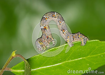 Woolly gray caterpillar (Lycia ypsilon) insect on Yaupon Holly Ilex Vomitoria plant. Stock Photo