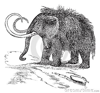 Woolly mammoth or Mammuthus primigenius vintage engraving Vector Illustration