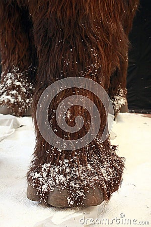 Woolly Mammoth Stock Photo