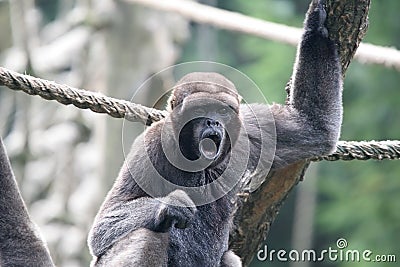 Woolly monkey Stock Photo